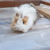 خوکچه هندی|موش و خرگوش|آستارا, |دیوار