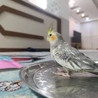 عروس هلندی|پرنده|قم, شهرک قدس|دیوار