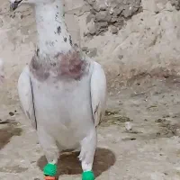 نر و ماده خط دار عطیقه موقیعت شیروان ارسال دارم