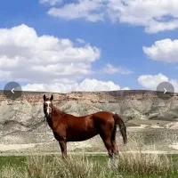 مادیون ترکمن ۴ به ۵|اسب و تجهیزات اسبسواری|ارجمند, |دیوار