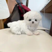 مالتیز سایز ریز|سگ|آستانه اشرفیه, |دیوار