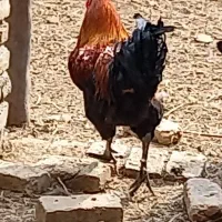 خروس محلی درشت