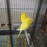 یک جفت مرغ عشق پروانه ای ۲ گل فول با سه جوجه