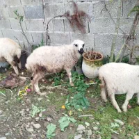 ۳عددگوسفند|حیوانات مزرعه|ماسال, |دیوار