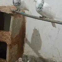 کبوتر طوقی هفت‌رنگ