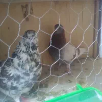 تعدادی‌کبوتر‌فروشی