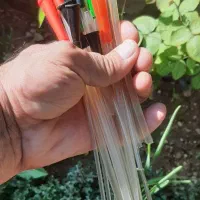 سرلاک عروس هلندی