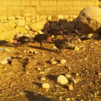 ۶عدد قلمون ماده ۲عددنر|حیوانات مزرعه|اندیمشک, |دیوار