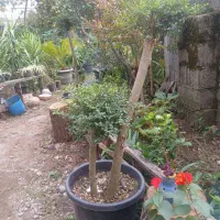 بصورت محدود و زیبا و در گلدانهای بزرگ و خاکی غنی|گل و گیاه طبیعی|رودسر, |دیوار