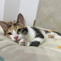 واگذاری گربه