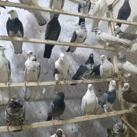 کفتر|پرنده|زرندیه, |دیوار