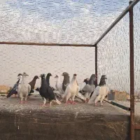 ۲۰تا دورگ همه شلاقی سروکله دار ضربه زدخوردی