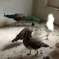 فروش طاووس مصری