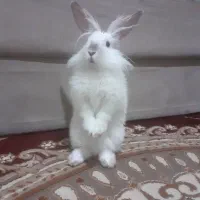 خرگوش لوپ|موش و خرگوش|اراک, |دیوار