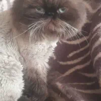 گربه نژاد همالین|گربه|مشهد, شهرک رازی (شهرک غرب)|دیوار