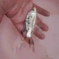 انواع ماهی کوی همه رنگ|ماهی|آمل, |دیوار