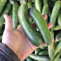 خیار محلی ۲۸ت و ۱۵ت|حراج|جهرم, |دیوار