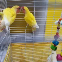 کوتوله برزیلی زرد صورت هلویی|پرنده|بهشهر, |دیوار