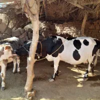 گاو و گوساله معاوضه با میش
