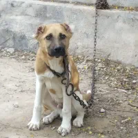 توله سگ سرابی