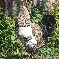 فروش خروس مولد برهما