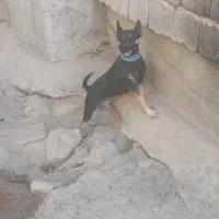 سگ نژاد «لنکشرهیلر»