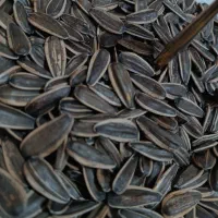 تخمه ارگانیک|خوردنی و آشامیدنی|دهگلان, |دیوار