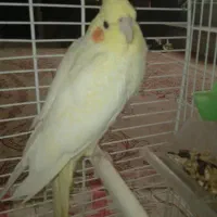 عروس هلندی مولد
