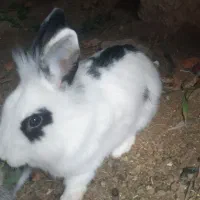 خرگوش|موش و خرگوش|زاهدان, |دیوار