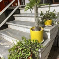 سوئیت اجاره یی