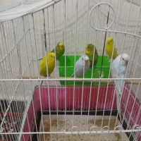 مرغ عشق|پرنده|اندیمشک, |دیوار