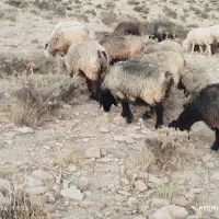 تداد36راس گله میش ترکی بختیاری آبستن