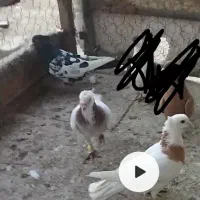 کفتر مامی کله. طوقی