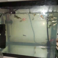 فروش ماهی گوپی با وسایل