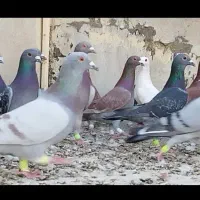دسته کفتر پلاکی|پرنده|شیراز, دروازه اصفهان|دیوار