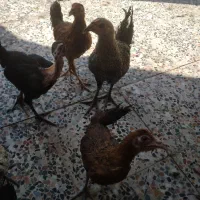 جوجه