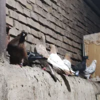 کبوتر رنگی و دو رگ|پرنده|اهواز, کوی ایثار|دیوار