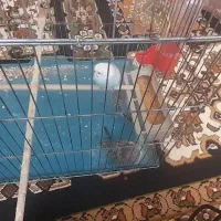 مرغ عشق|پرنده|شیراز, دلگشا|دیوار