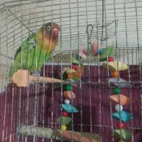 کوتوله بازی گوش