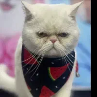 گربه پرشین اصل