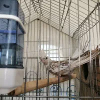 عروس هلندی|پرنده|شیراز, احمدآباد|دیوار