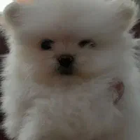 سه عدد سگ پامر خرسی اصیل|سگ|نسیم‌شهر, |دیوار