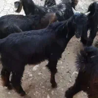 فروش ۱۲ راس کهره نر درجه یک