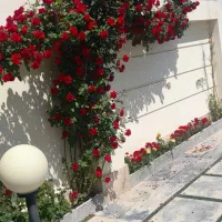 امورباغبانی|خدمات باغبانی و درختکاری|کرج, حیدرآباد|دیوار