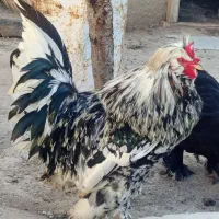 مرغ و خروس سلطانی