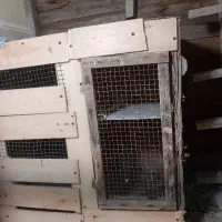 یک عدد جفت کن کبوتر