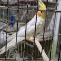 عروس هلندی جوجه مرغ عشق