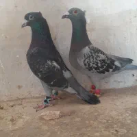کبوتر پرنده