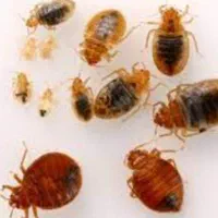 سمپاشی سوسک و ساس دریک مرحله صدرصد تضمینی|خدمات نظافت|تهران, پاسداران|دیوار