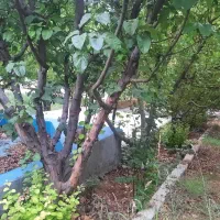 فروش ۱۰۰۰ متر باغ ثمری درجه یک منطقه سربست سپیدان|فروش خانه و ویلا|شیراز, حومه شیراز|دیوار